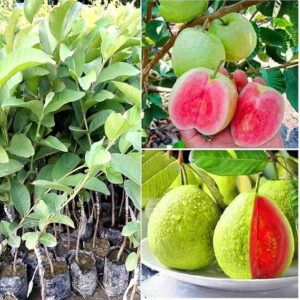 Thai Pink Guava Grafted – Healthy Live Plant for Home Garden