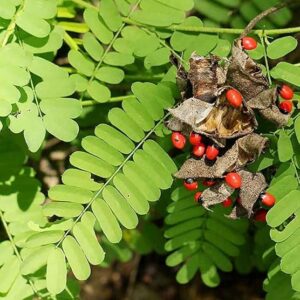 Red Gunja/Ratti/Kundimani/Gurivinda Healthy Live Plant