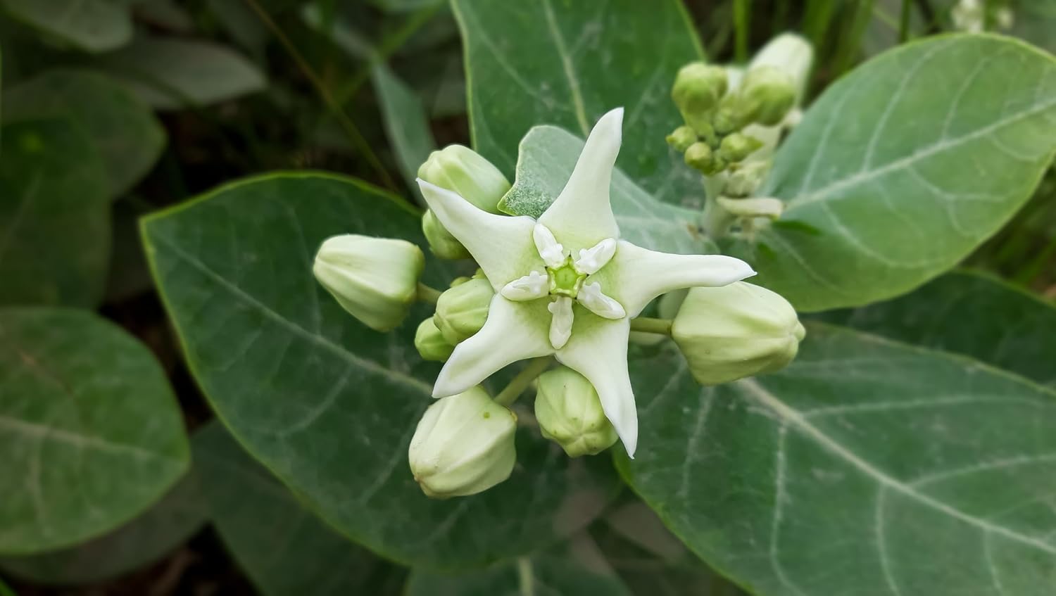 Mandar Rui Plant , Aak Plant, Toolaphala Plant – Purple & White Flowering Plant (Calotropis gigantea) for Planting and Home Gardening with Pot - Image 5