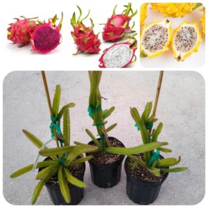 Hybrid Dragon Fruit Plant/Tree for Planting | Premium Live Fruit Plant for Home Garden & Balcony