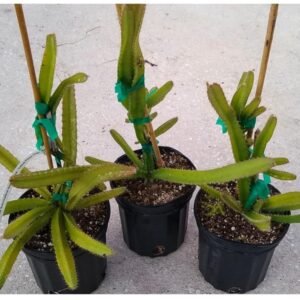 Hybrid Dragon Fruit Plant/Tree for Planting | Premium Live Fruit Plant for Home Garden & Balcony
