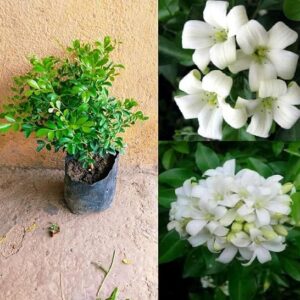 Kamani Flower Plants /Satin Wood/Madhu Flowering Plant with Tub - First Delivery