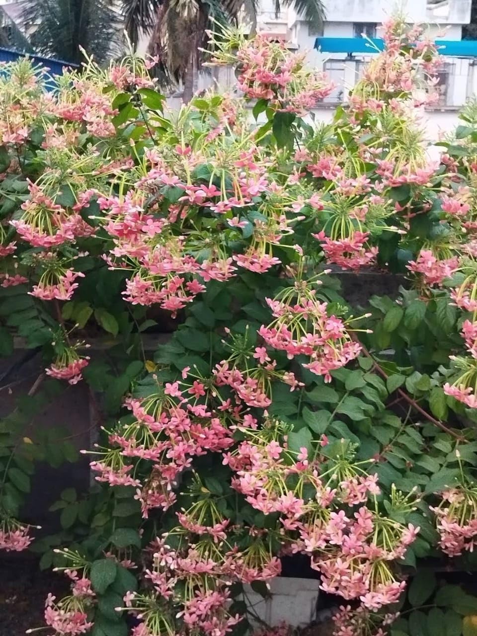 Rangoon Creeper (Madhumalati Vine) live plant - Creepers & Climbers - Image 5