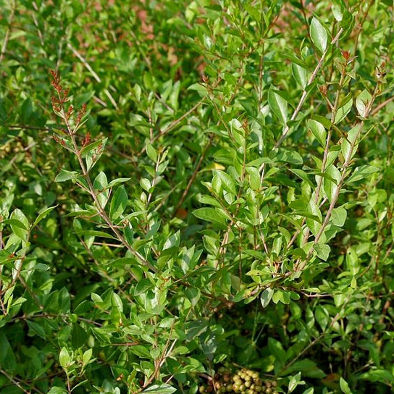 Henna Mehndi Plant (Lawsonia inermis) मेहंदी का पौधा – Live Henna Plant for Balcony & Outdoor Garden - Image 2
