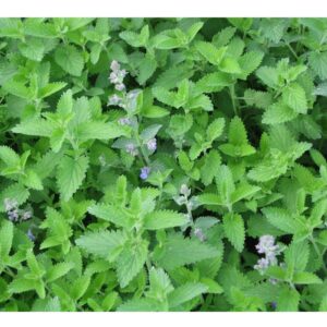 Catnip/Catmint/Kuppaimeni/Biyari ghas/Badrangboya Fresh Live Plant