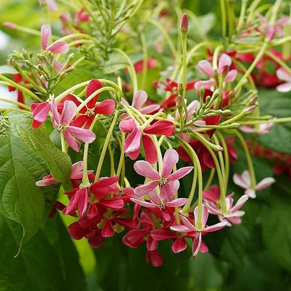 Rangoon Creeper (Madhumalati Vine) – Live Creeper & Climber Plant for Home Garden - Image 5