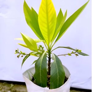 Rudraksha Plant (Elaeocarpus ganitrus) – Live Rudraksha Tree Plant for Home Garden - रुद्राक्ष का पोधा