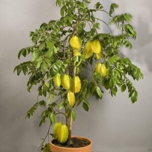 Star Fruit (Carambola) Grafted Sweet Hybrid Plant | Averrhoa carambola Premium Live Fruit Tree for Home Garden