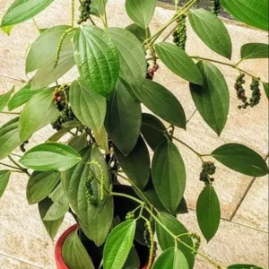 Black Pepper spicy Bush Herbal Plant