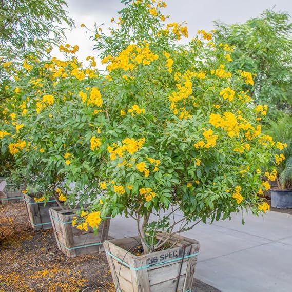Tecoma gaudichaudi / Yellow Bells Flowering Plant with Tub – First Delivery - Image 3