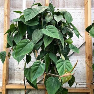 Philodendron Oxycardium Green Money Plant with pot