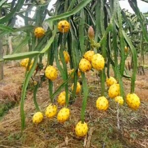 Yellow Dragon Fruit Healthy Rooted Plant for home garden planting