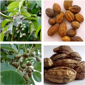 Haritaki/Kadukkai/Hirda/Hard Herbal Live Plant