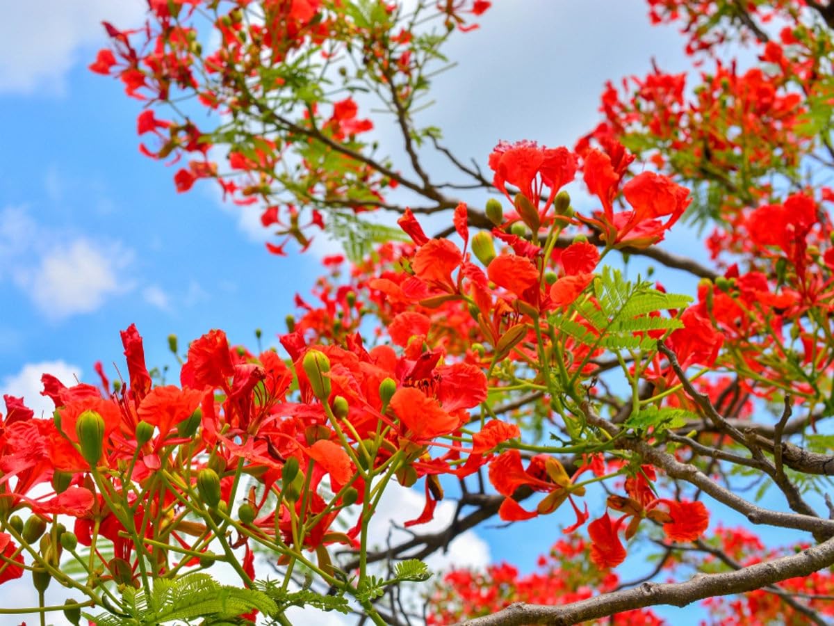 Gulmohar Plant | Red Krishna Sura (Delonix regia) Live Flower Plant with Pot for Home & Garden Balcony - Image 5