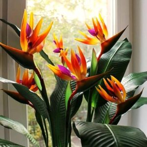Bird of Paradise Exotic Flower Healthy Plant with Tub