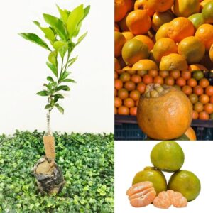 Nagpur Sweet Orange Grafted – Healthy Live Plant for Home Garden Planting