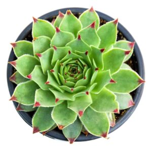 Live Echeveria/Lakshmi Kamal Nursery Indoor Plant with pot