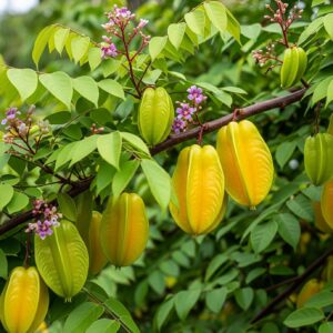 Sweet Star Fruit Grafted Hybrid Plant | Averrhoa carambola Premium Live Fruit Tree for Home Garden