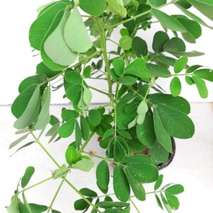 Nilavirai/Nelavarika/Senai/Sonamukhi/Swarnapatri Herbal Live Plant