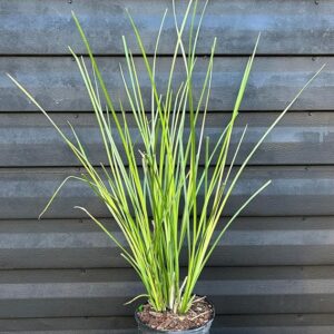 Vetiver Grass/Khus Herbal Live Plant with pot