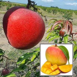 Red Apple Mango Grafted Plant for Home Garden