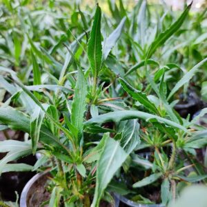 Kulekhara Plant / Leaves (Hygrophila auriculata) | Kokilaksha Plant for Planting - First Delivery By Bluedart Air Courier
