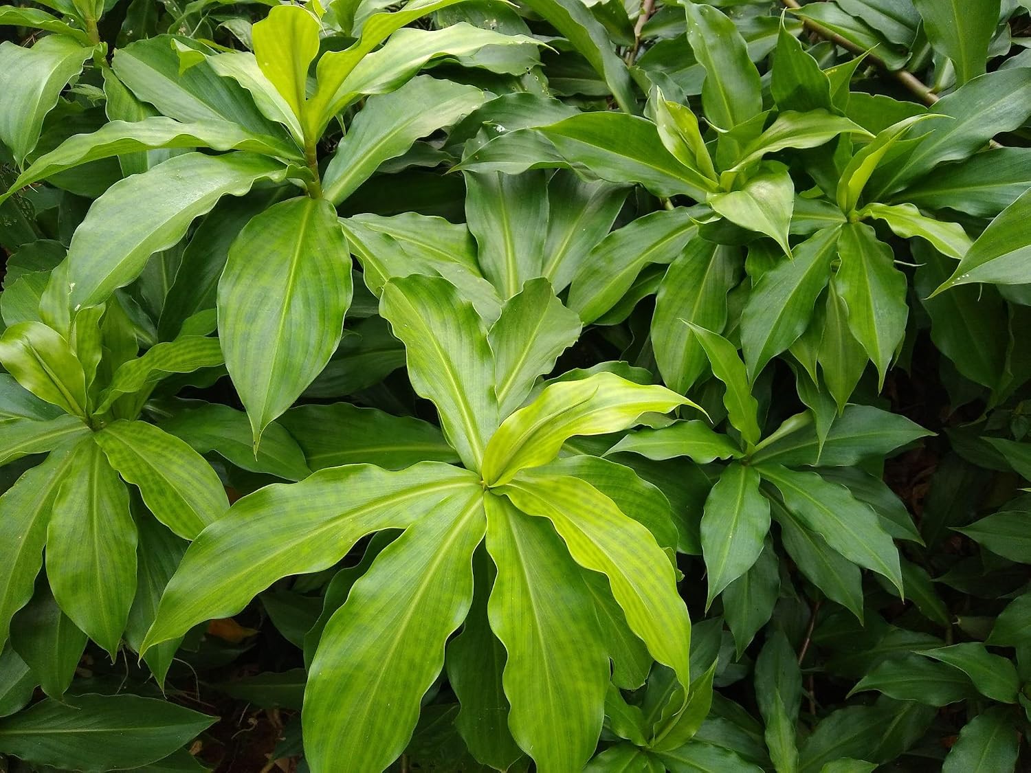 Insulin Live Plant Rhizomes – Costus igneus Live Plant With Pot - Image 5