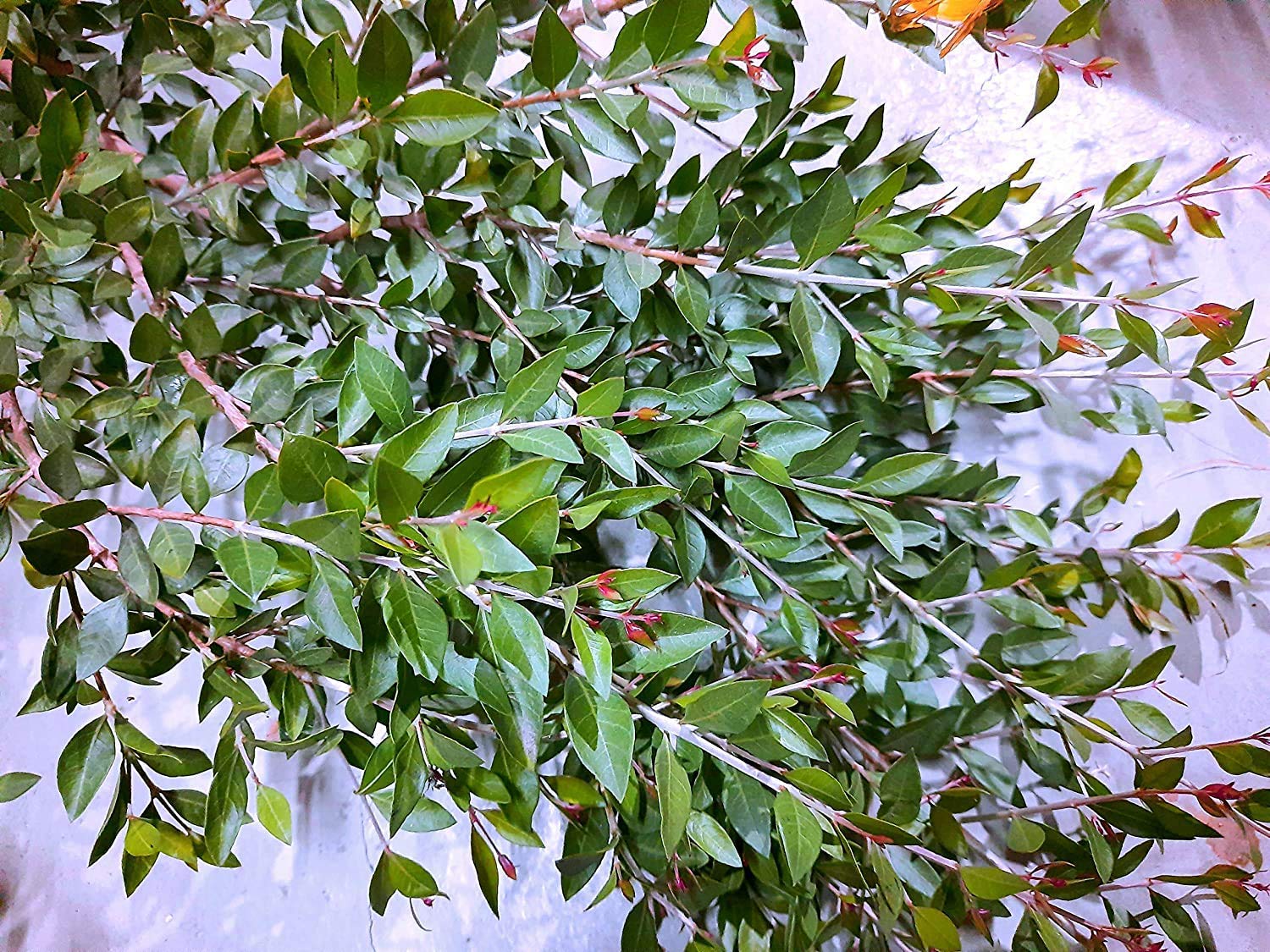 Henna Mehndi Plant (Lawsonia inermis) मेहंदी का पौधा – Live Henna Plant for Balcony & Outdoor Garden - Image 4