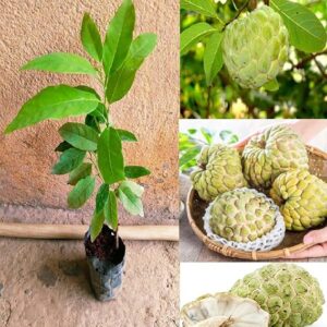 Nursery Custard Apple Plant – Live Grafted Plant for Home Garden