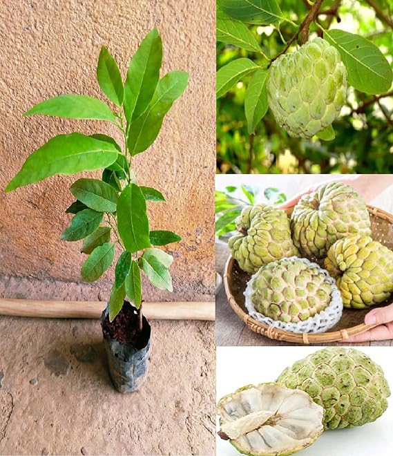Nursery Custard Apple Plant – Live Grafted Plant for Home Garden