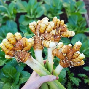 Turmeric/Raw Haldi Healthy Herbal Plant
