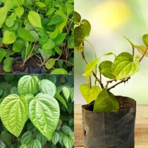 Betel Live Leaf/Leaves Plant With Pot for Home