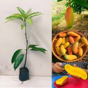 Red Ivory Grafted Mango Plant for Home Garden