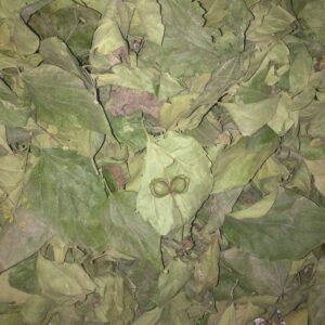 Fresh Dry Harsingar Leaves (Parijat / Night Flowering Jasmine Leaves)
