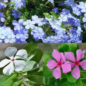 Vinca / Sadabahar / Nithyakalyani / Sadaphuli Healthy Herbal Flower Plant (Mix colour)