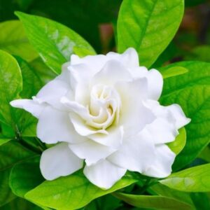 Double pallet Chandni/Tagar/Crape Jasmine Live Fresh live Plant