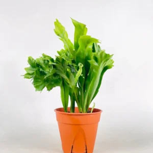 Fish Tail Fern Live Plant with pot