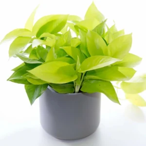 Philodendron Oxycardium Golden Money Plant with pot