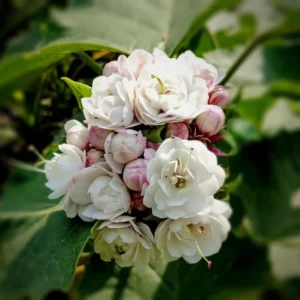 Hazari Mogra Flower Healthy Plant