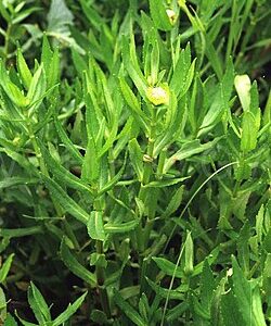 Fresh Green Water spinach/Helencha Leaves live plant for planting