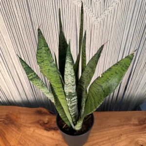 Sansevieria Zeylanica Green Snake Plant  with tub