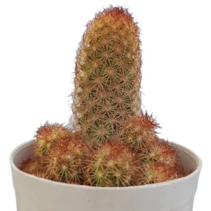 Ladyfinger Catus Bare rooted live plant with pot