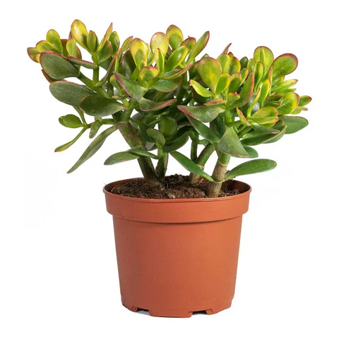 Mini Jade plant with tub for home garden - Image 3