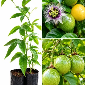 Original Passion Fruit Live Plant for Garden (Honey Sweet Variety) | Passiflora Edulis| Healthy Grafted Golden Passion Fruit Vine Sapling for Home Garden Balcony for Planting With Pot