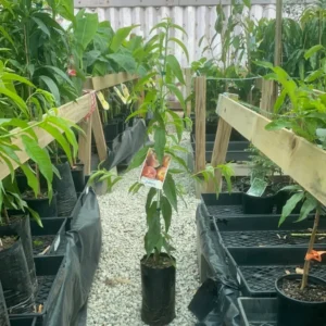 Sweet Peach Fruit Grafted Healthy Plant for Home Garden Planting