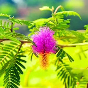 Shami/Jade/Khejri/Chikur/Jammi Healthy Traditional Good Luck Plant with tub