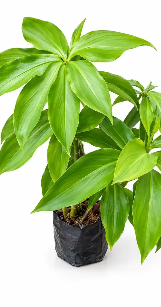 Insulin Live Plant Rhizomes – Costus igneus Live Plant With Pot - Image 2