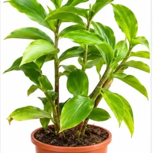 insulin plant photo