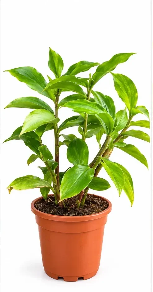 insulin plant photo