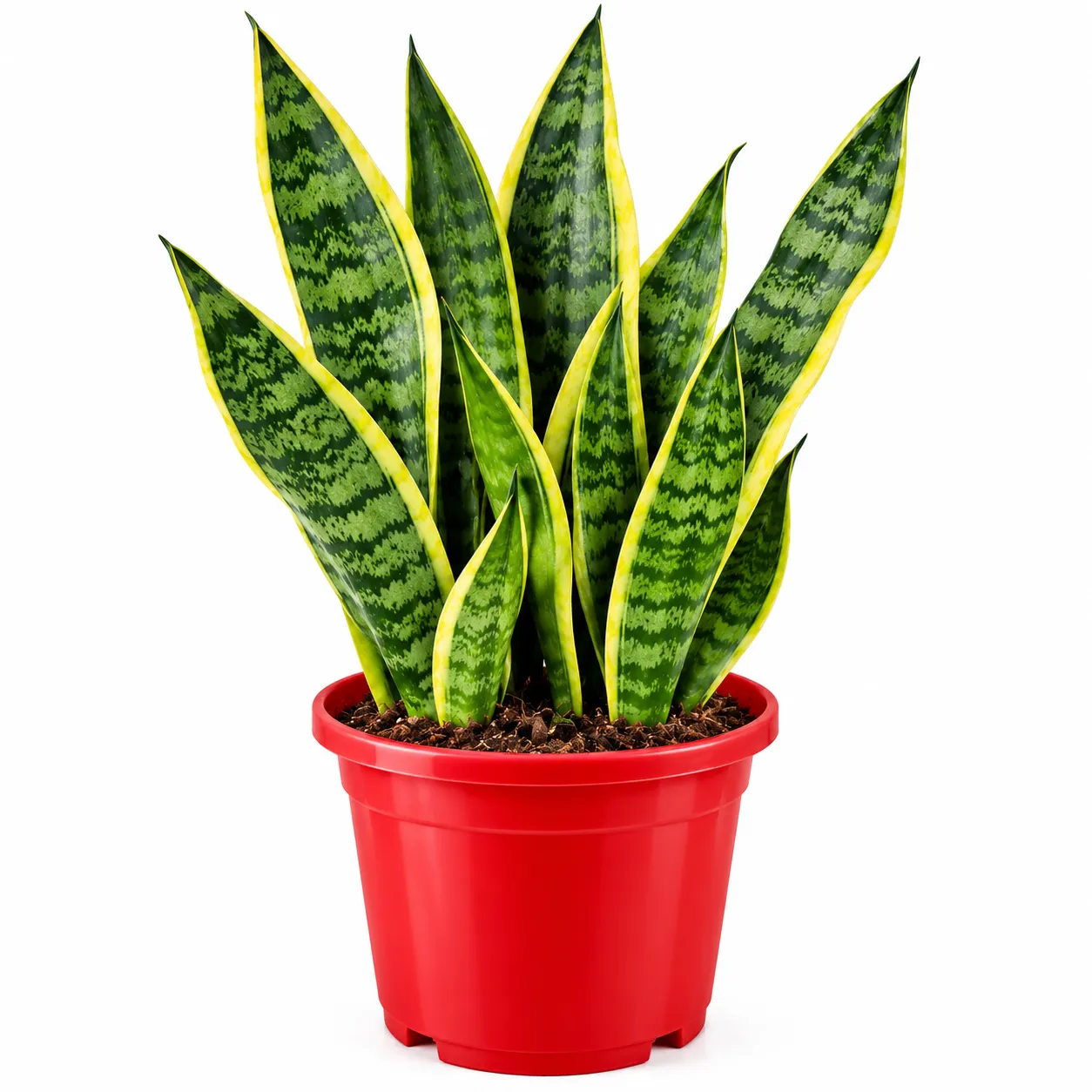Yellow Border Snake Plant | Good Luck Snake Plant | Snake plant indoor live plant For Office Desk Balcony | indoor plants for living room with Pot - Image 2